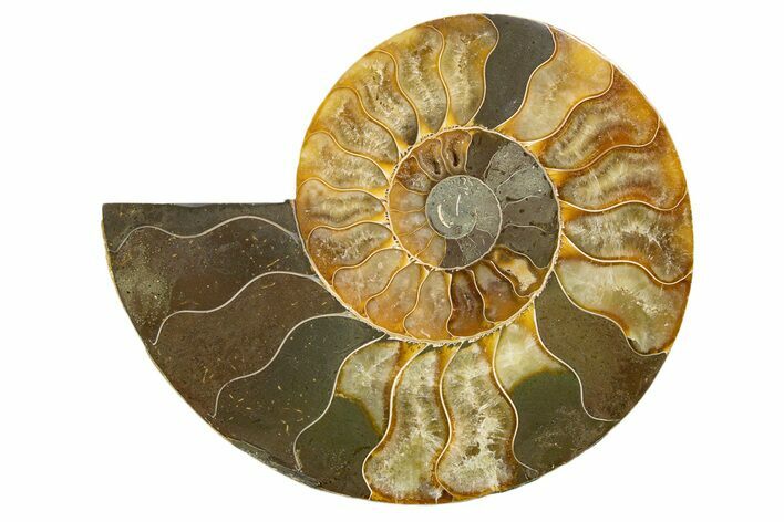 Cut & Polished Ammonite Fossil (Half) - Madagascar #345632